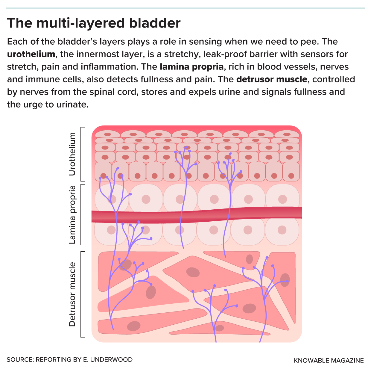 The layers of the bladder wall The bladder wall’s three main layers. Shown top to bottom from the inside out: the urothelium, lamina propria and detrusor muscle.