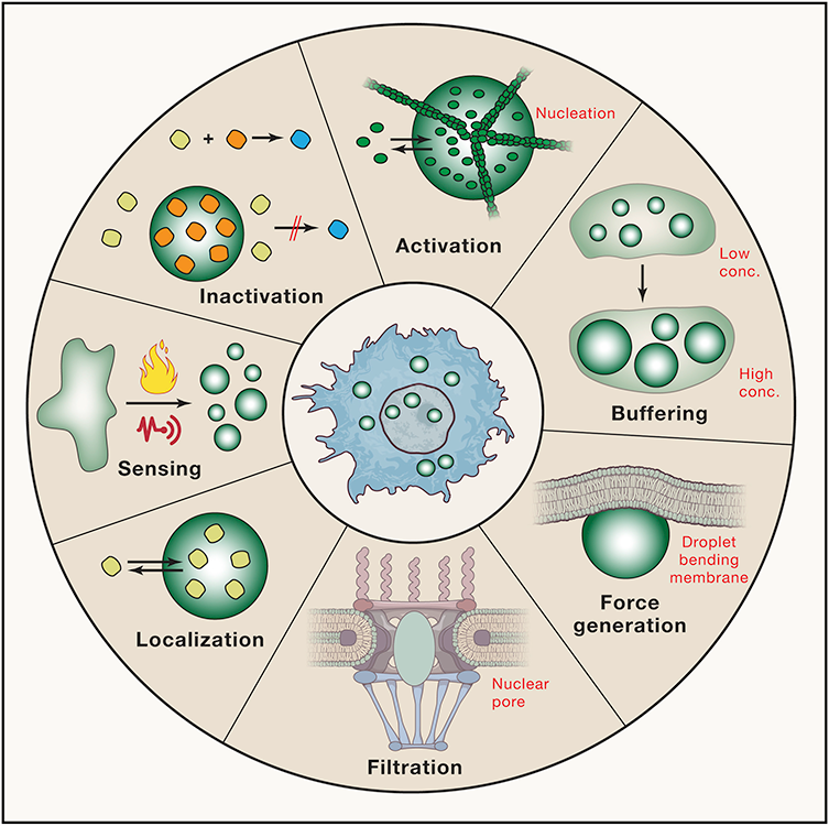 Possible functions Graphic showing possible functions of phase-separated droplets within a cell.