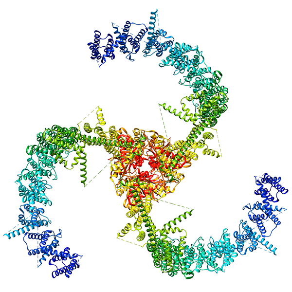 A force-sensing protein Illustration: A visualization of the propeller-shaped, mechanically activated protein ion channel Piezo2.