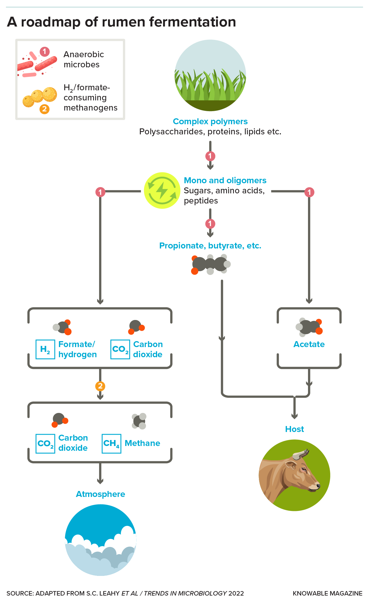 Digestion Diagram showing how microbes break down fibrous food into its components