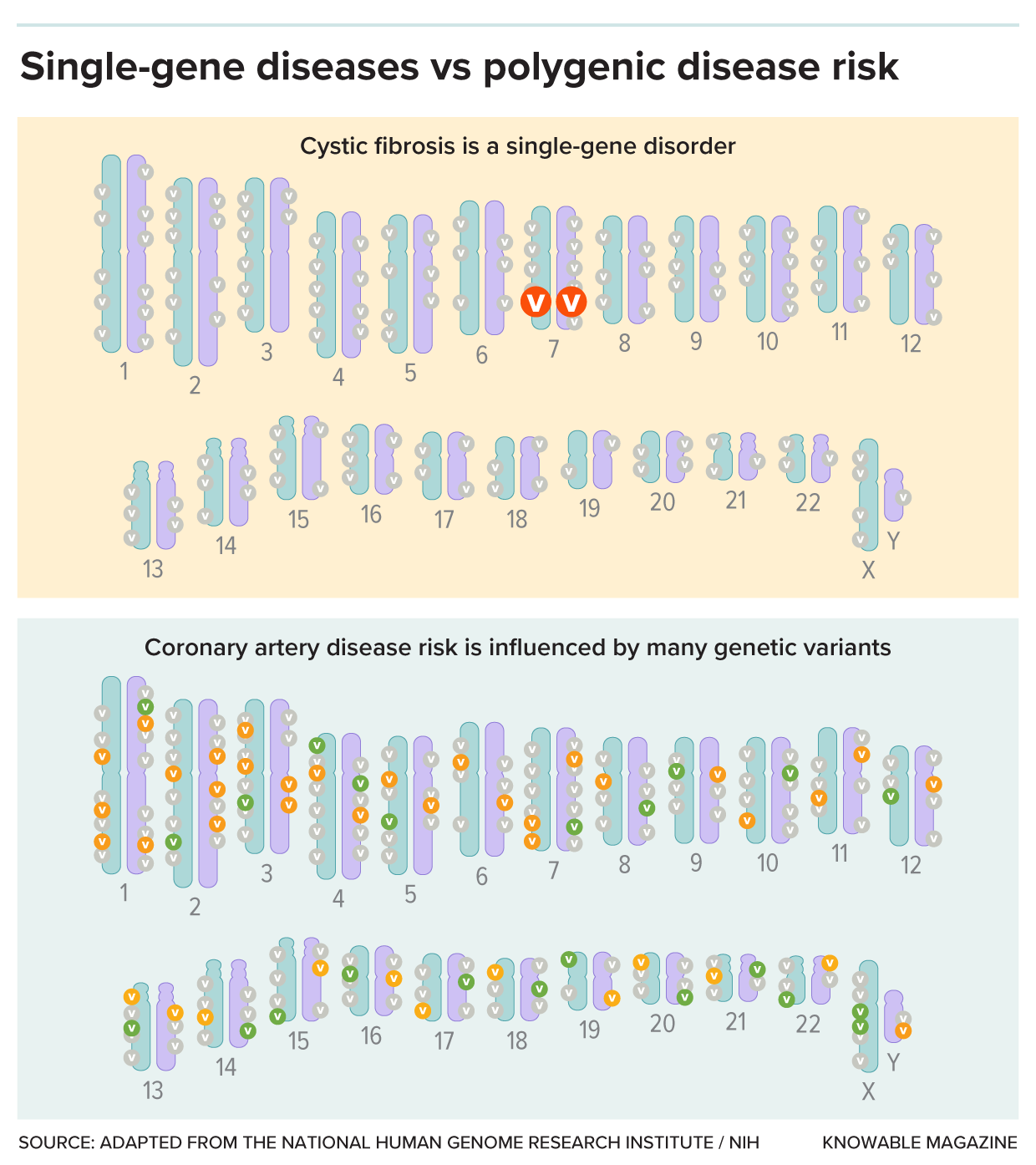 Singe-gene diseases vs polygenic disease risk Two sets of human chromosomes marked “v” where they vary from typical sequence. Top: a big “V” on chromosome 7 is sufficient to cause cystic fibrosis. Bottom: many small-“v” variants raise or lower risk for coronary artery disease.
