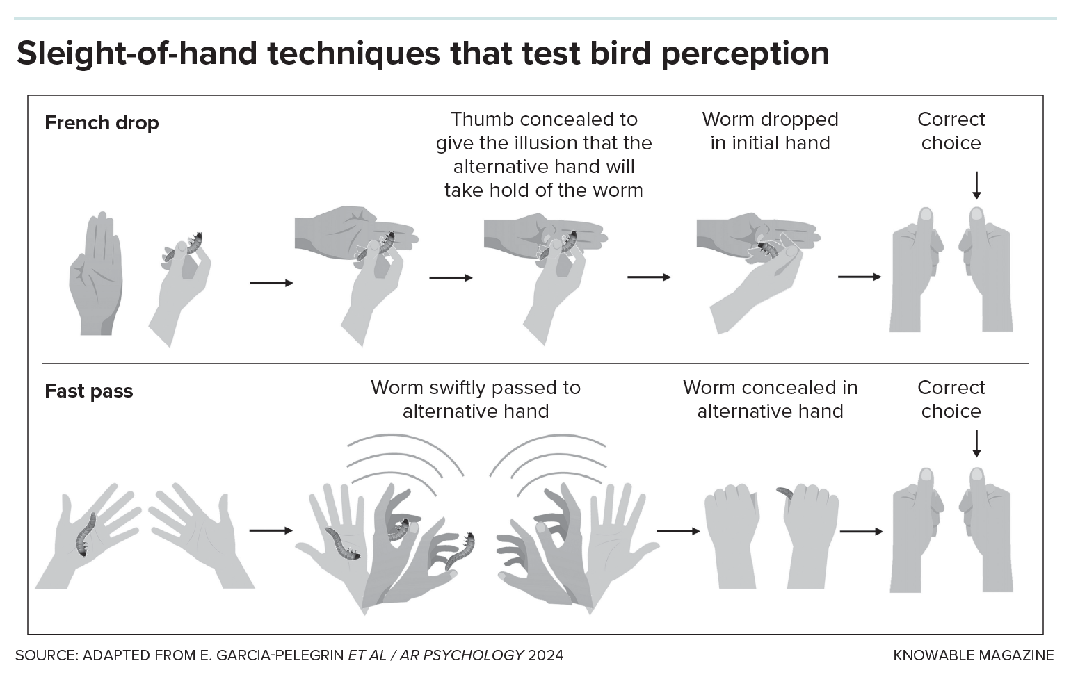 Sleight-of-hand Graphic shows series of hand motions for two sleight-of-hand tricks, the fast pass and French drop.