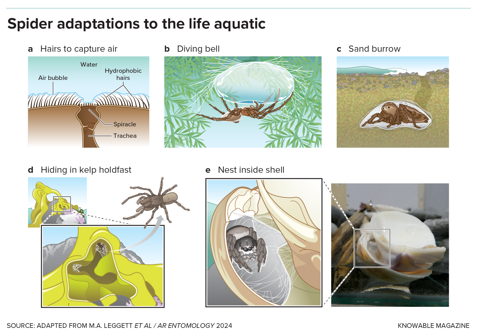 Aquatic spider adaptations A graphic shows drawings of different ways spiders have adapted to live in or near water.