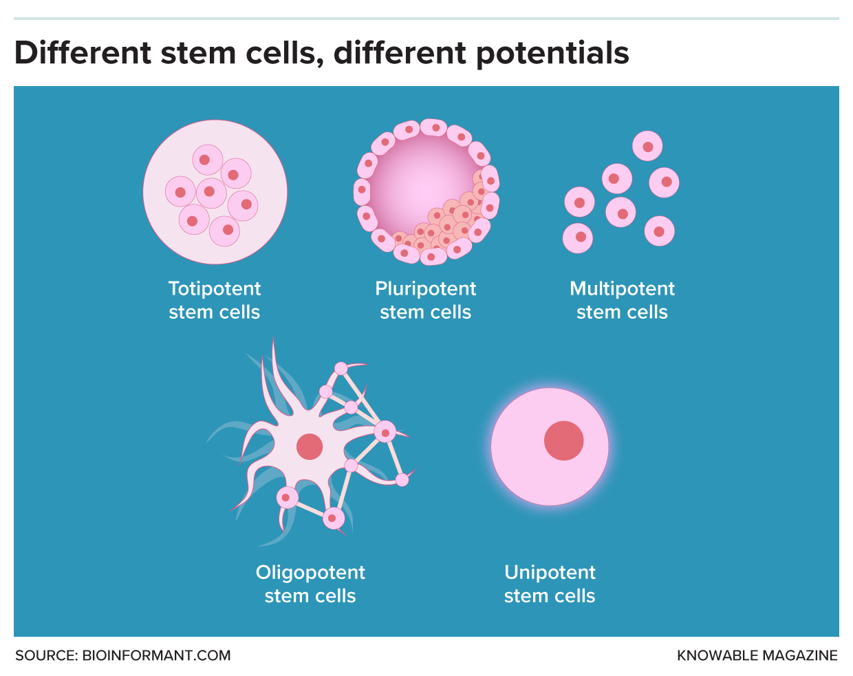 Stem cell types Graphic showing five types of stem cells.