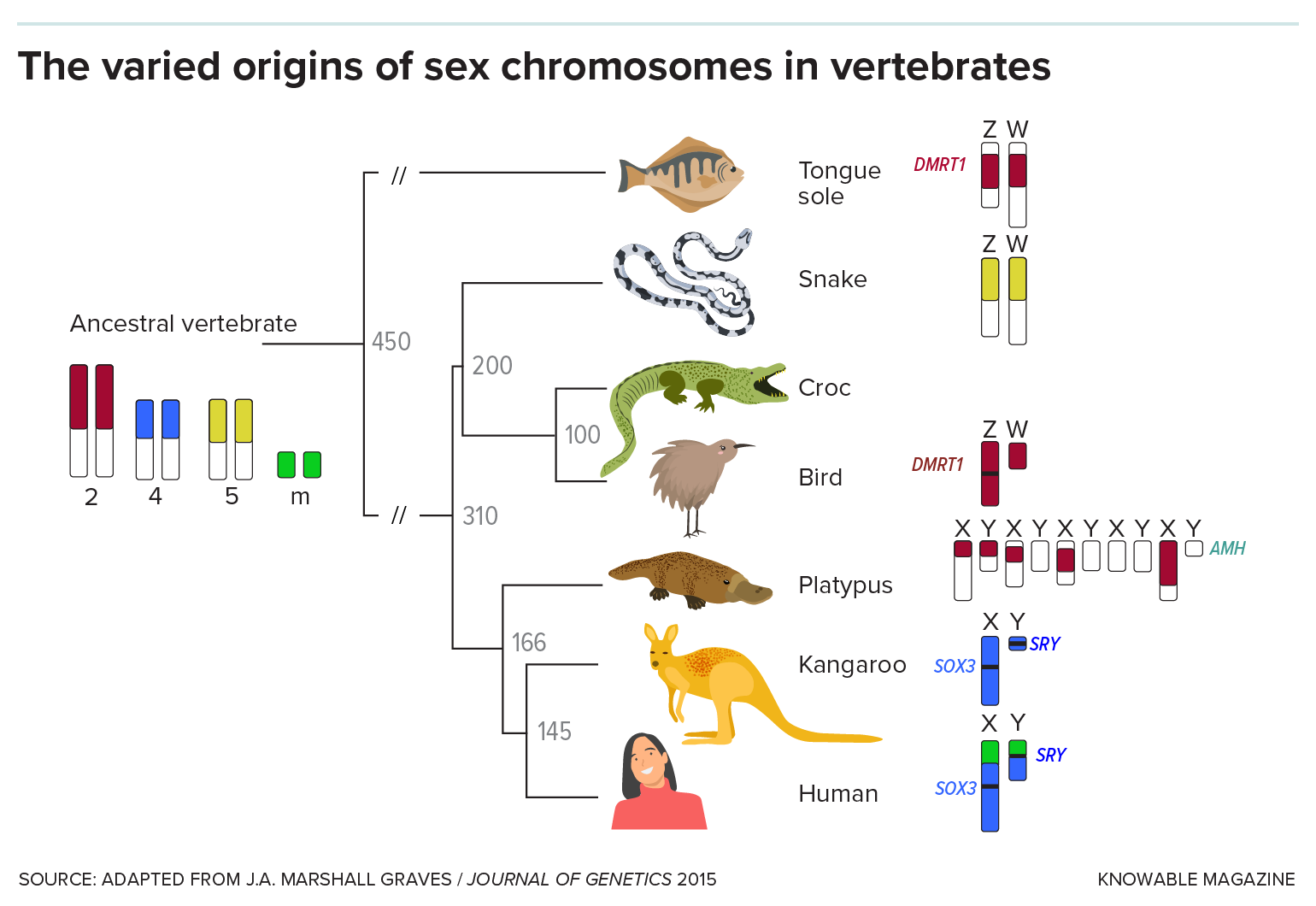 Vertebrate sex chromosomes Chart shows a family tree with an ancestral vertebrate to the left and various animals to the right: tongue sole, snake, croc, bird, platypus, kangaroo, human. The sex chromosomes are different colors showing how they arose from different non-sex-chromosomes of the ancestor.