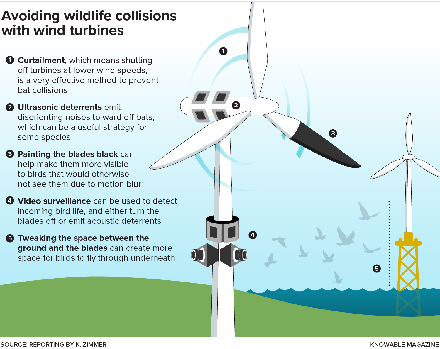 Bird- and bat-friendly wind turbines A graphic shows various ways to mitigate bat and bird deaths from wind turbines: curtailment, ultrasonic deterrents, painting the blades, video surveillance and tweaking the space between ground and blades.