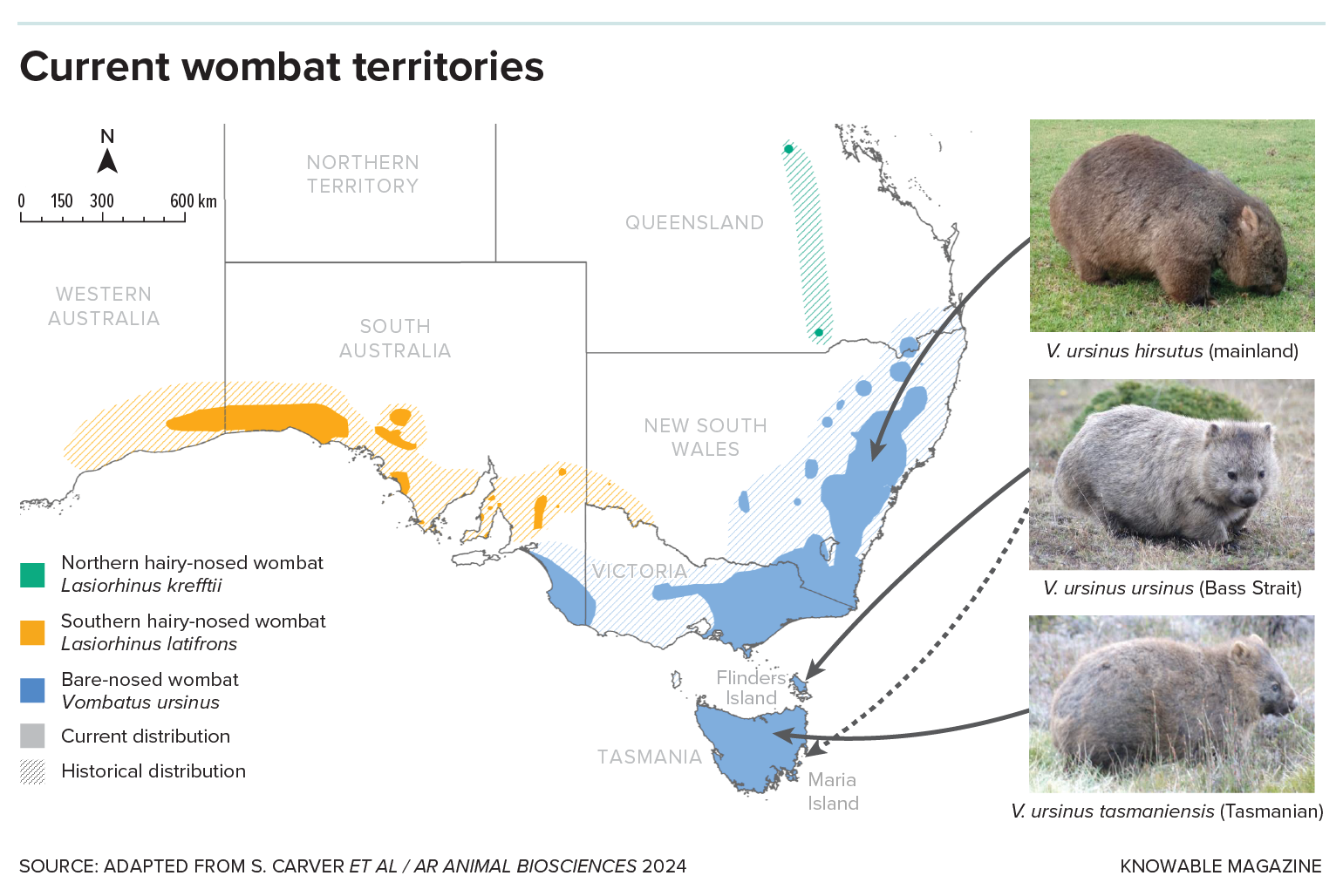 Current bare-nosed wombat territories A map of Australia shows where different species of wombats are typically found.