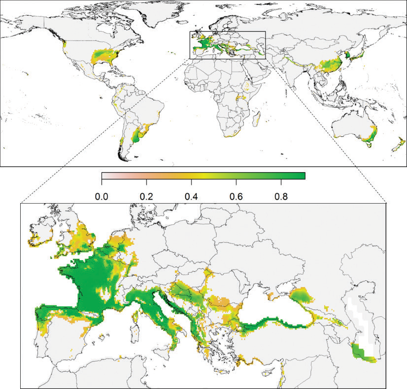 Where hornets might thrive World map shows regions in shades of green and yellow with a climate suitable for invasive hornets. Large portions of Europe and the US are highlighted. China, the Korean peninsula, Australia, and Argentina also stand out on the map.