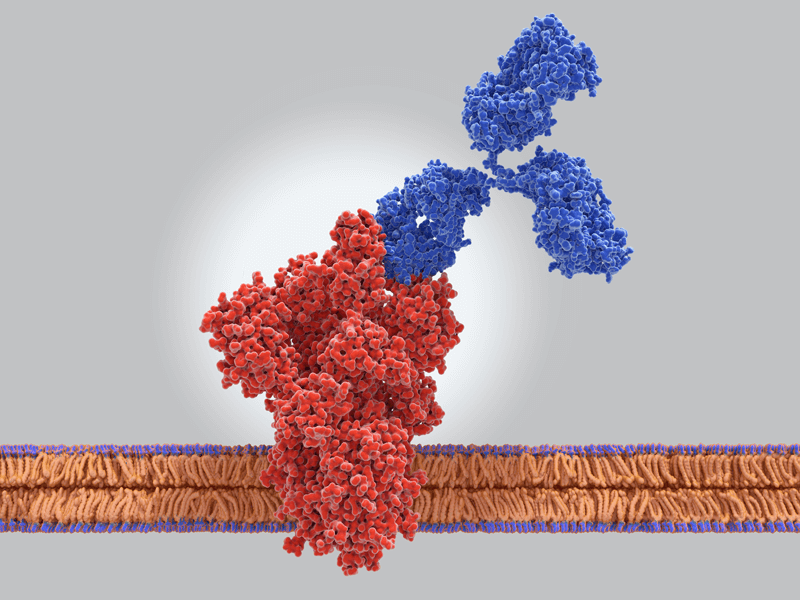 Antibody binds to spike protein A large red blob (molecular structure of the spike protein) is attached at one side to a large blue blob (with the characteristic molecular shape of an antibody). The red blob is protruding through a linear orange structure that is the lipid membrane of the virus.