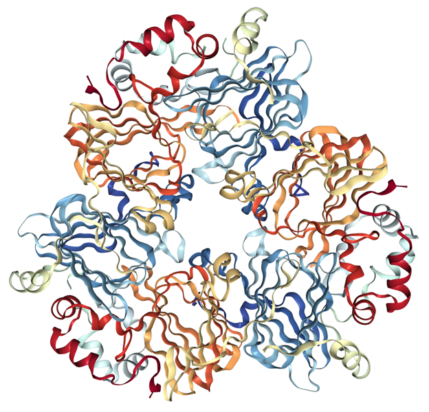 Structure of Ara h 1 Structure of Ara h 1