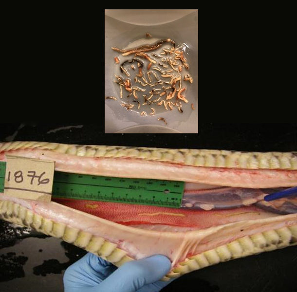 Pentastome parasite Photo of a dissected snake revealing parasite. Inset above shows a dish of the parasites.