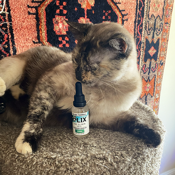 Cat with CBD Photograph of a tortie point Siamese cat sitting on a brown cat tower with a red-patterned rug behind her. A vial of CBD oil is in front of her.