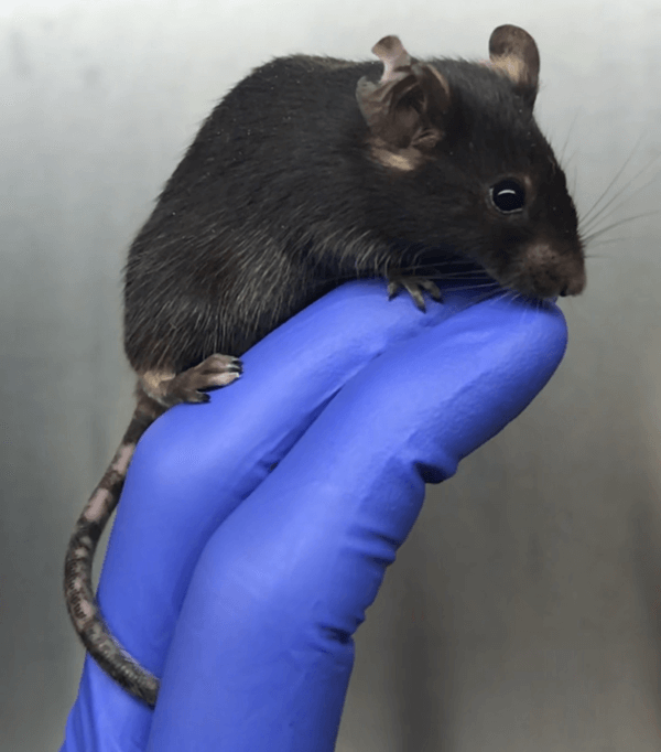 Mouse model Photo shows a brown-furred mouse with depigmentation on its tail and ears. This is the mouse model John Harris uses to study vitiligo therapies.